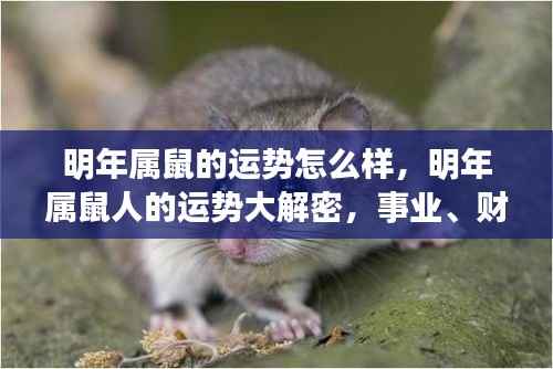 2024年属鼠人运势大解密,事业、财运、爱情全面展望