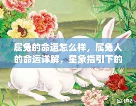 属兔人的命运详解,星象指引下的灿烂人生之旅