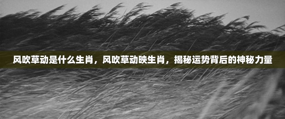 揭秘生肖运势背后的神秘力量,风吹草动与生肖运势关联