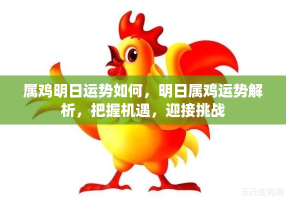 明日属鸡运势详解,把握机遇,迎接挑战,运势解析来袭!