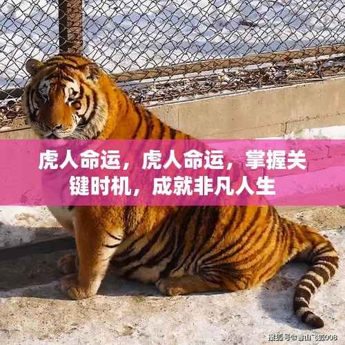 虎人命运,抓住关键时机,成就非凡人生之路