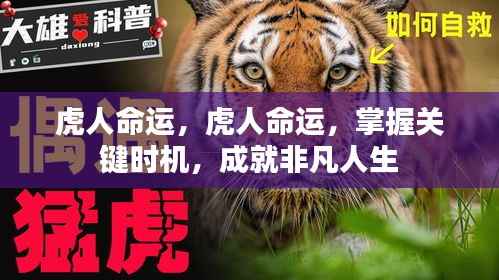 虎人命运,抓住关键时机,成就非凡人生之路