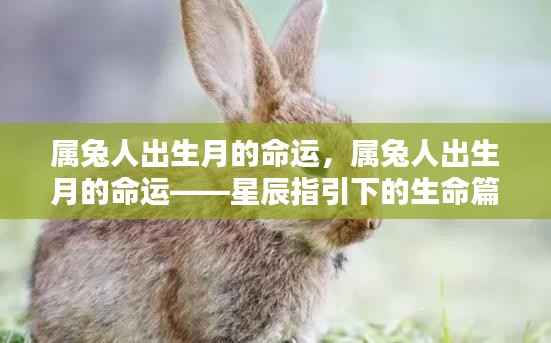 星辰指引下的属兔人生,出生月份与命运解析