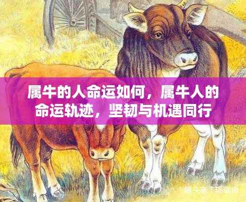 属牛人的命运轨迹,坚韧与机遇并存