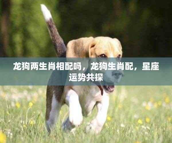 龙狗生肖配对解析,星座运势下的情感契合度探讨