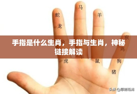 手指与生肖的神秘关联,解读手指背后的生肖故事
