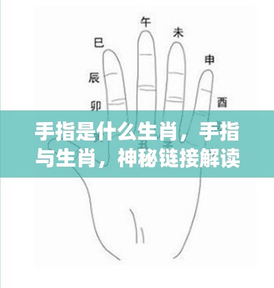 手指与生肖的神秘关联,解读手指背后的生肖故事