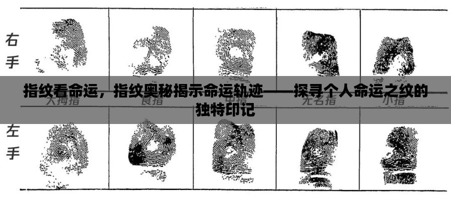 指纹奥秘探寻命运轨迹,命运之纹的独特印记