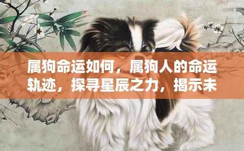 属狗人的命运探索,星辰之力揭示未来走向