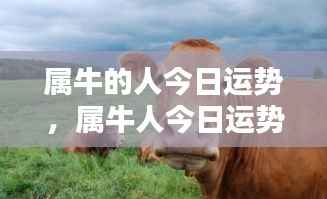 属牛人今日运势揭秘,幸运与挑战并存,机遇与努力共舞