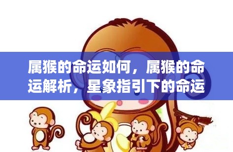 属猴人的命运航程,星象指引下的深度解析与探索