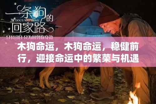 木狗命运,稳健前行,繁荣与机遇的迎接之路