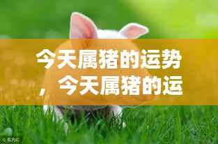 今日属猪运势旺盛,把握机会收获丰盛