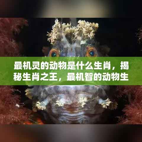 揭秘生肖之王,最机智的动物生肖揭秘