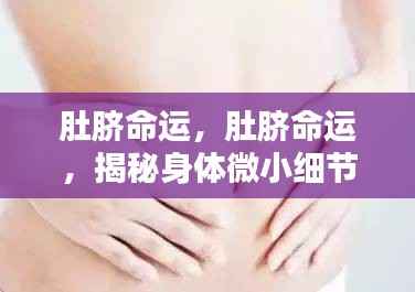 肚脐命运之谜,身体微小细节揭示生命奥秘