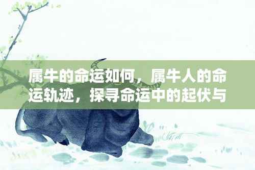 属牛人的命运探索,起伏与机遇的轨迹
