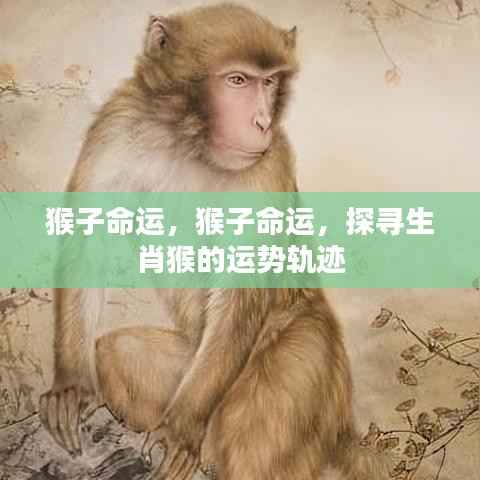 探寻生肖猴的运势轨迹,猴子的命运解析