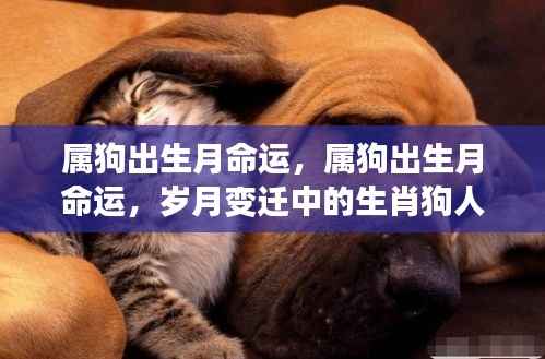 岁月变迁中的生肖狗命运,属狗出生月的命运解析