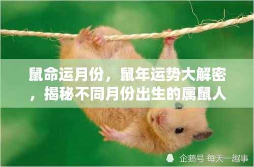 不同月份出生的属鼠人命运走势揭秘,鼠年运势深度解析