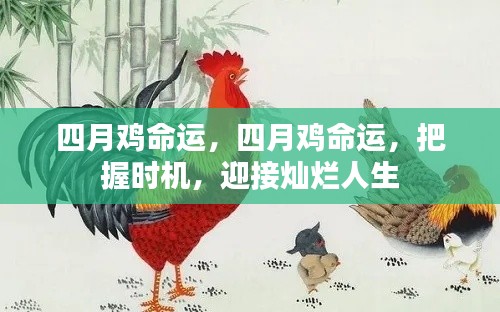 四月鸡命运,把握时机,铸就灿烂人生之旅