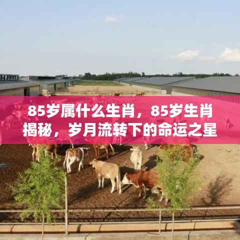 揭秘生肖奥秘,探寻85岁命运之星