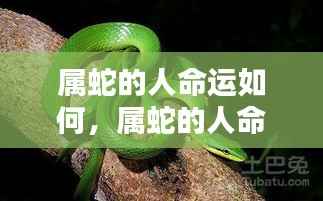 属蛇人的命运深度解析,性格与运势走向探讨