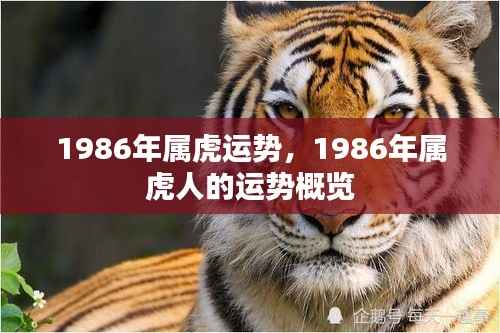 1986年属虎人的运势概览与运势分析