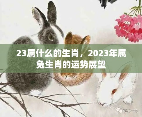 2023年属兔生肖运势展望与解析