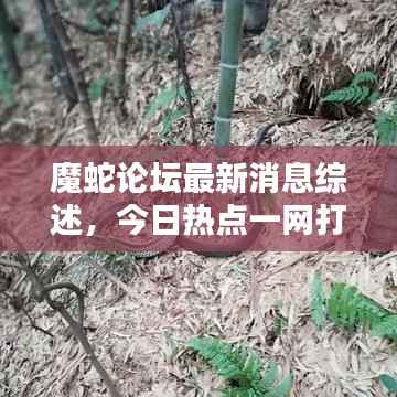 魔蛇论坛最新消息综述,今日热点一网打尽!