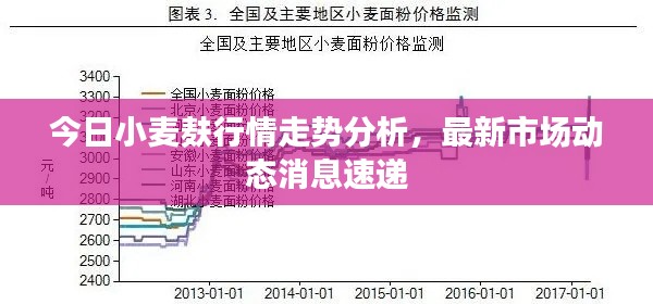 今日小麦麸行情走势分析,最新市场动态消息速递