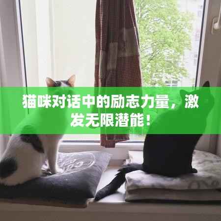 猫咪对话中的励志力量,激发无限潜能!