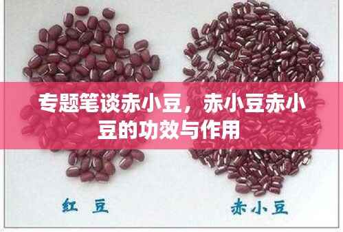 专题笔谈赤小豆,赤小豆赤小豆的功效与作用