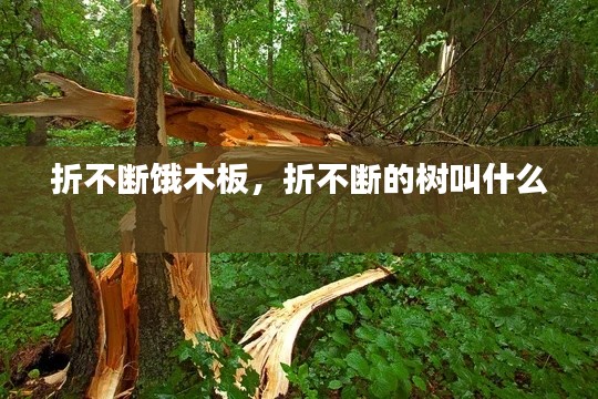 折不断饿木板，折不断的树叫什么 