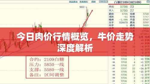 今日肉价行情概览,牛价走势深度解析