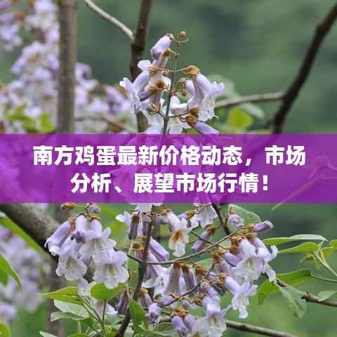 南方鸡蛋最新价格动态,市场分析、展望市场行情!