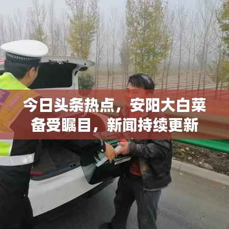 今日头条热点，安阳大白菜备受瞩目，新闻持续更新