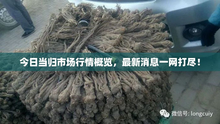 今日当归市场行情概览,最新消息一网打尽!